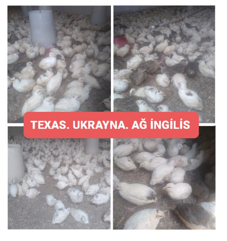Texas bildirçini Ətlik Texas. Ağ ingilis. Ukrayna #Bildirçinləri = 2.50 ₼.