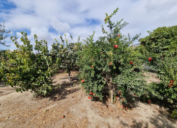 Zabrat qesebesinin merkezinde, mektebe,baxcaya yaxin , 4