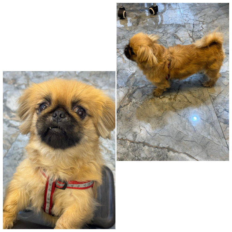 Pekines Pekines dişi 1 yaş 3 aylıq qiyməti 200 azn. Ünvan Tarqovi.