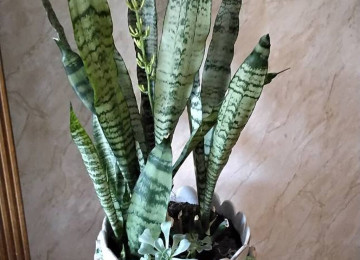 həm &ouml;&uuml; g&ouml;zəl,həm qabı g&ouml;zəl