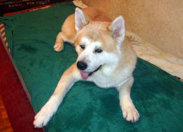 Cinsi və peyvənd olunmuş İtləri gəzdirmək, saxlamaq,