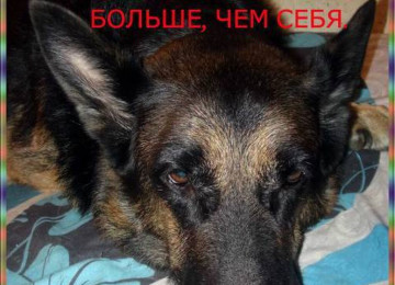 Cinsi və peyvənd olunmuş İtləri gəzdirmək, saxlamaq,