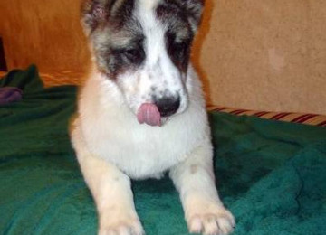 Cinsi və peyvənd olunmuş İtləri gəzdirmək, saxlamaq,