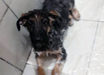 Cinsi və peyvənd olunmuş İtləri gəzdirmək, saxlamaq,