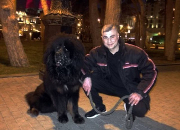 Cinsi və peyvənd olunmuş İtləri gəzdirmək, saxlamaq,