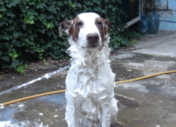 Cinsi və peyvənd olunmuş İtləri gəzdirmək, saxlamaq,