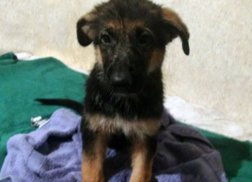 Cinsi və peyvənd olunmuş İtləri gəzdirmək, saxlamaq,