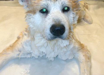 Cinsi və peyvənd olunmuş İtləri gəzdirmək, saxlamaq,