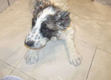 Cinsi və peyvənd olunmuş İtləri gəzdirmək, saxlamaq,