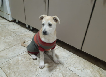 3 aylıq dişi peyvənd olunub qurd dərmanı verilib