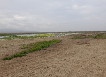 FERMA satılıır 132 hektar ərazisiylə Nəvahidə yerləşir. 45