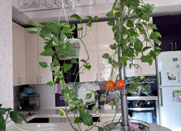 Yeni Günəşli, V massivində təmirli, tam əşyalı 2 otaqlı