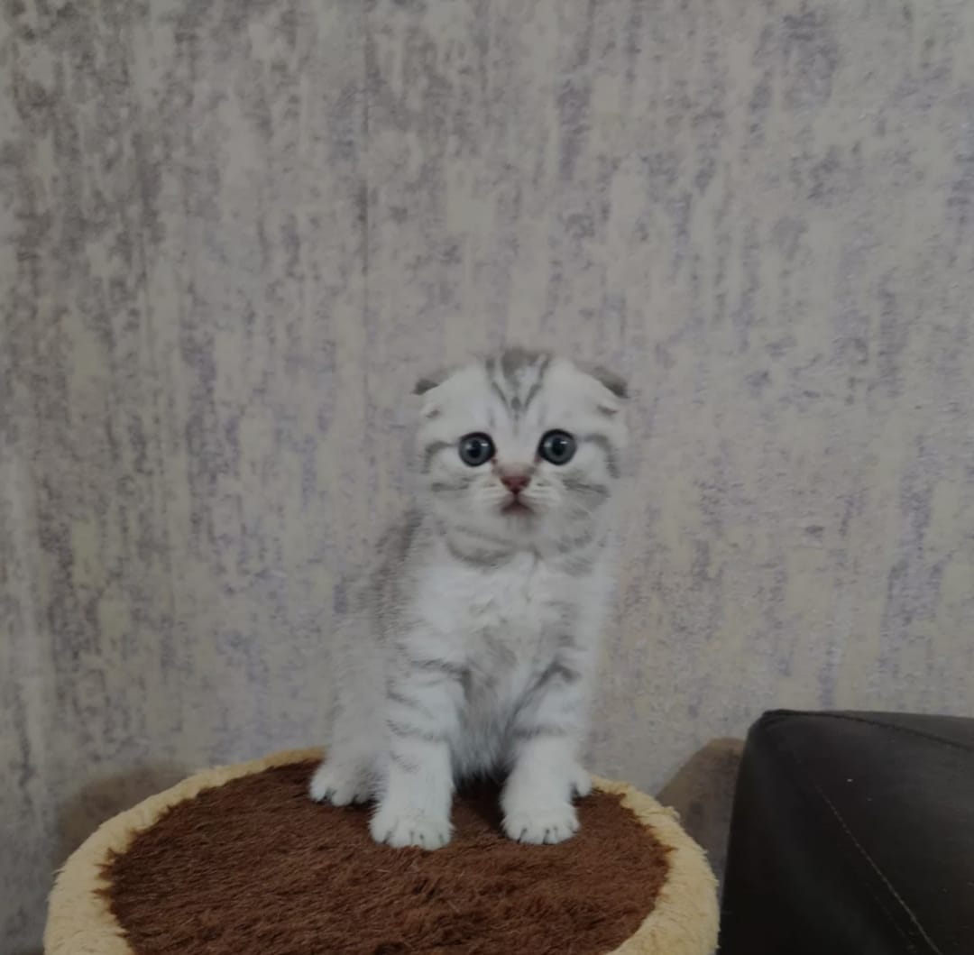 Sallaq qulaq 2 aylıq Şotland pişiyi 150 azn satılır. Ünvan