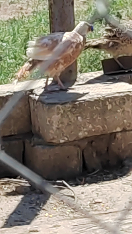 Qırqovul yumurtaları şatılır Qafqaz və Rumın qırqovullarının yumurtaları satılır. 1