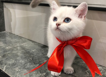 color point sinsila satılır, gözləri dönməz mavidir yeni