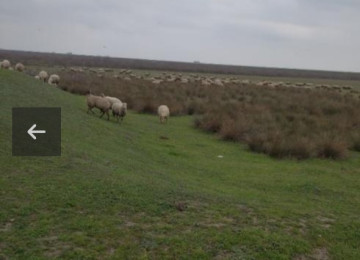 350 hektar Fermalí orüş-otlaq erazileri satílír Samaxida