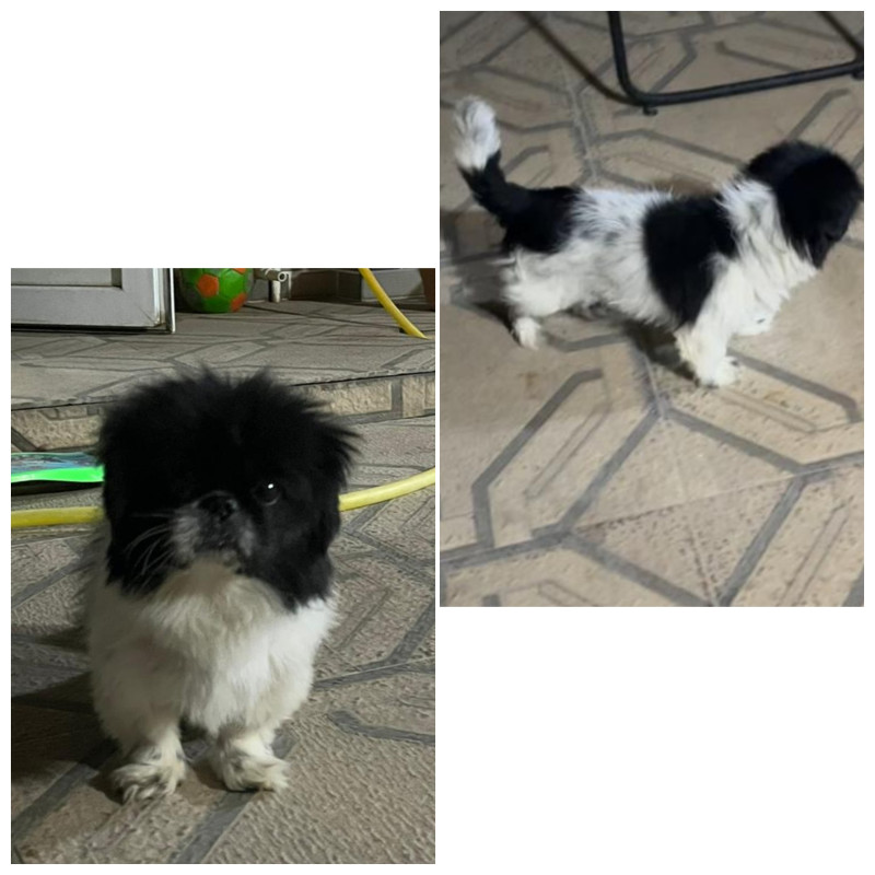 Pekines Erkək 1 yaş 2 aylıq pekines iynə dərmanı verilib. 120 azn