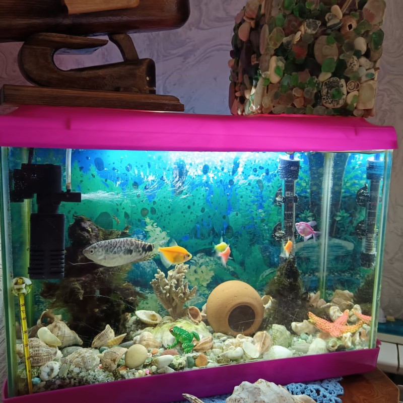 Akvarium balıq Akvarium +balıqlar 33*45 sm.Qiyməti 100 azn. Ünvan