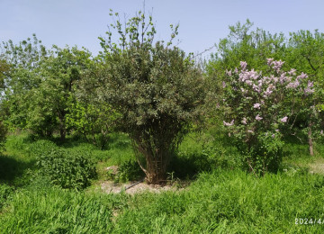 Həyət evi satílír Əşyalarla Samux rayonu Qovlarsarí kəndi 3