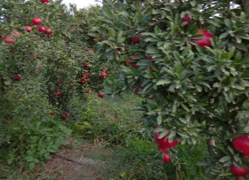 Əkin əraziləri satílír ARAN Region 5500 hektar Çíxaríşlí 49