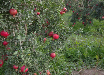 Əkin əraziləri satílír ARAN Region 5500 hektar Çíxaríşlí 49