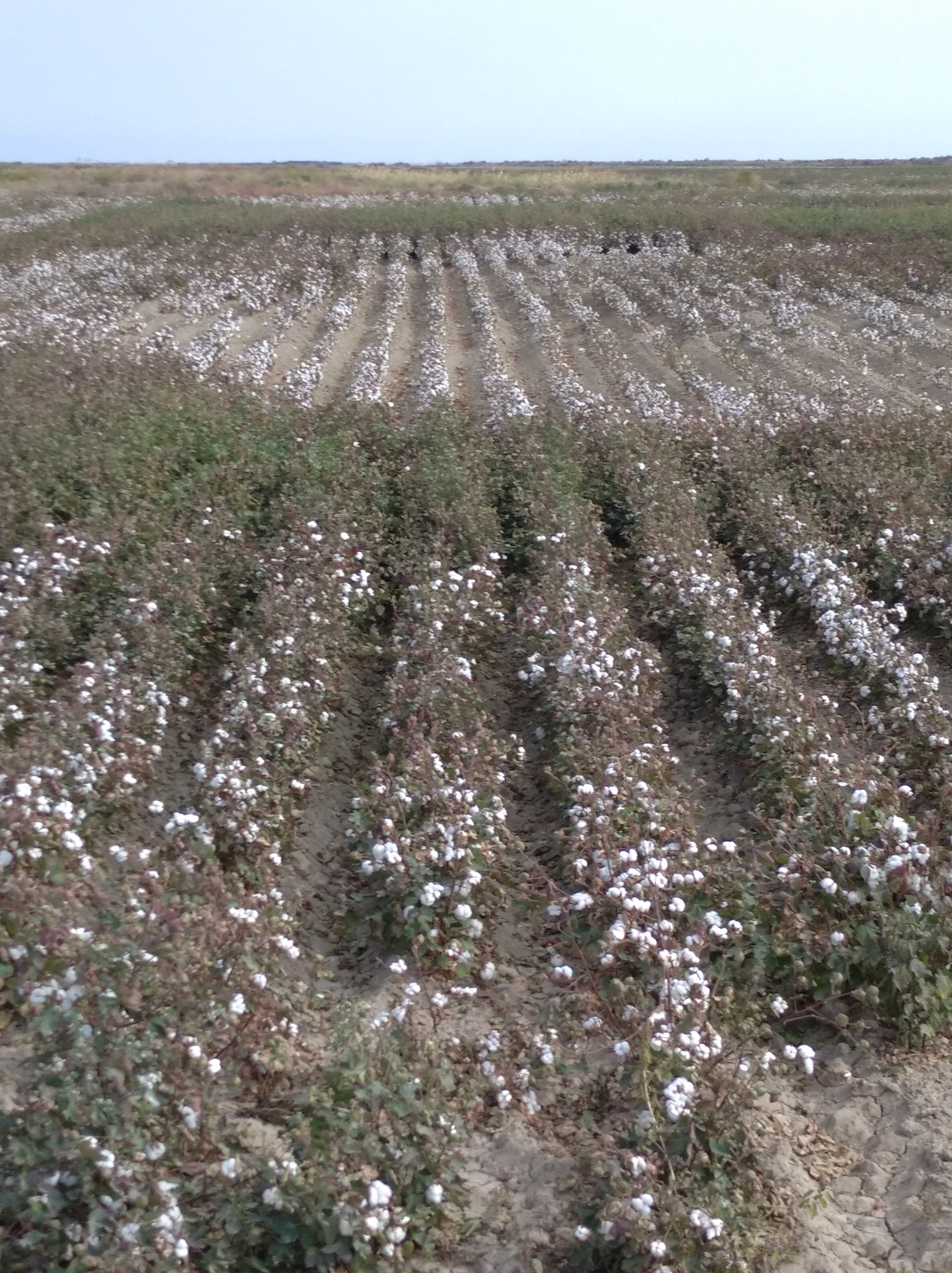 Əkin əraziləri satílír ARAN Region 5500 hektar Çíxaríşlí 49