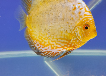 Diskus baliqlari tecili satilir. Boyuk olculerdir. Whatsapp