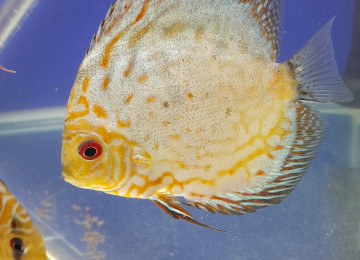 Diskus baliqlari tecili satilir. Boyuk olculerdir. Whatsapp