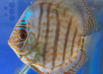 Diskus baliqlari tecili satilir. Boyuk olculerdir. Whatsapp