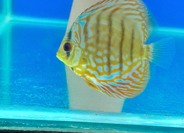 Diskus baliqlari tecili satilir. Boyuk olculerdir. Whatsapp