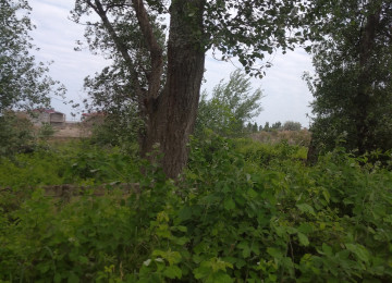 18 sotda 2 otaqli kohne ev de var Salyan rayonu Ay işíĝí