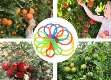 Meyvə qreyderi. Diametr ölçən dövrə dəsti. Meyvələri