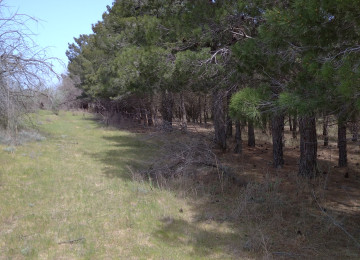 5 hektar ərazi satılır Denizden 250 m mesafede Gilezide Şam