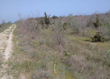 5 hektar ərazi satılır Denizden 250 m mesafede Gilezide Şam
