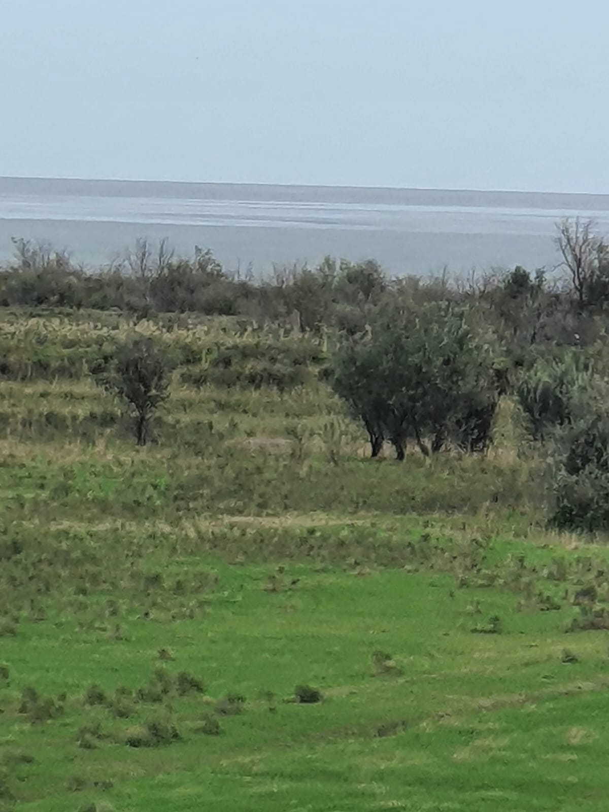 5 hektar ərazi satılır Denizden 250 m mesafede Gilezide Şam