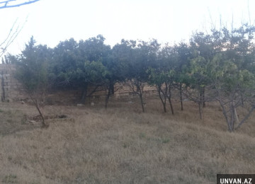 Sumqayıt şəhər Saray bağı 28 sot torpaq sahəsi