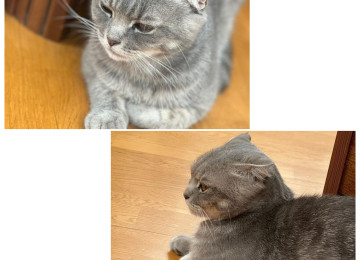 Şotland pişiyi 7-8 aylıq peyvənd olmuyub. Qiymət 100 azn.