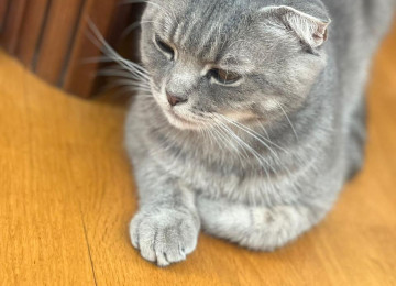 Şotland pişiyi 7-8 aylıq peyvənd olmuyub. Qiymət 100 azn.