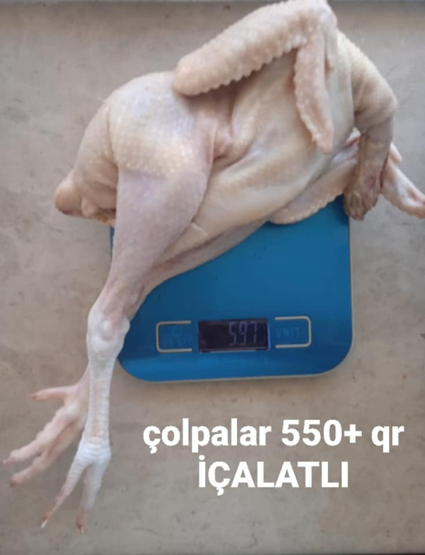 Çolpa əti Kəsilib.Təmizlənmiş Serebrist çolpalar ayaqları üstündə ●