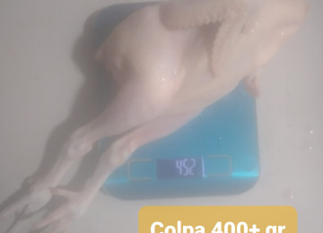 Kəsilib.Təmizlənmiş Serebrist çolpalar ayaqları üstündə ●