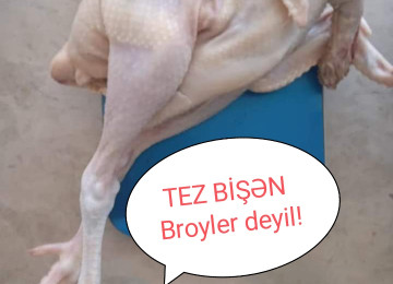 Kəsilib.Təmizlənmiş Serebrist çolpalar ayaqları üstündə ●