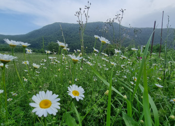 Şamaxı şəhəri Qaleybuğurd kəndində əla təmirli ev günlük