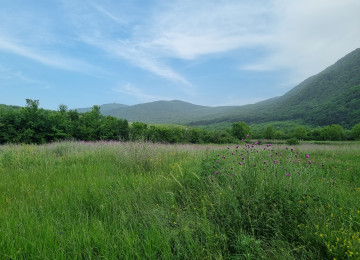 Şamaxı şəhəri Qaleybuğurd kəndində əla təmirli ev günlük