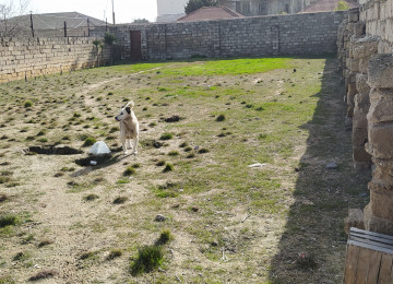 Buzovnada qəsəbəsində, “Dənizkənarı 5” ünvanında 10 sot