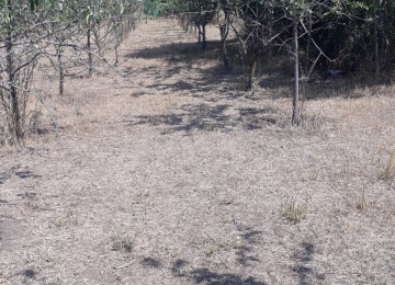 IVANOVKADA 33 sot meyve agaclarla dolu heyet 2 küçeye