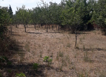 IVANOVKADA 33 sot meyve agaclarla dolu heyet 2 küçeye