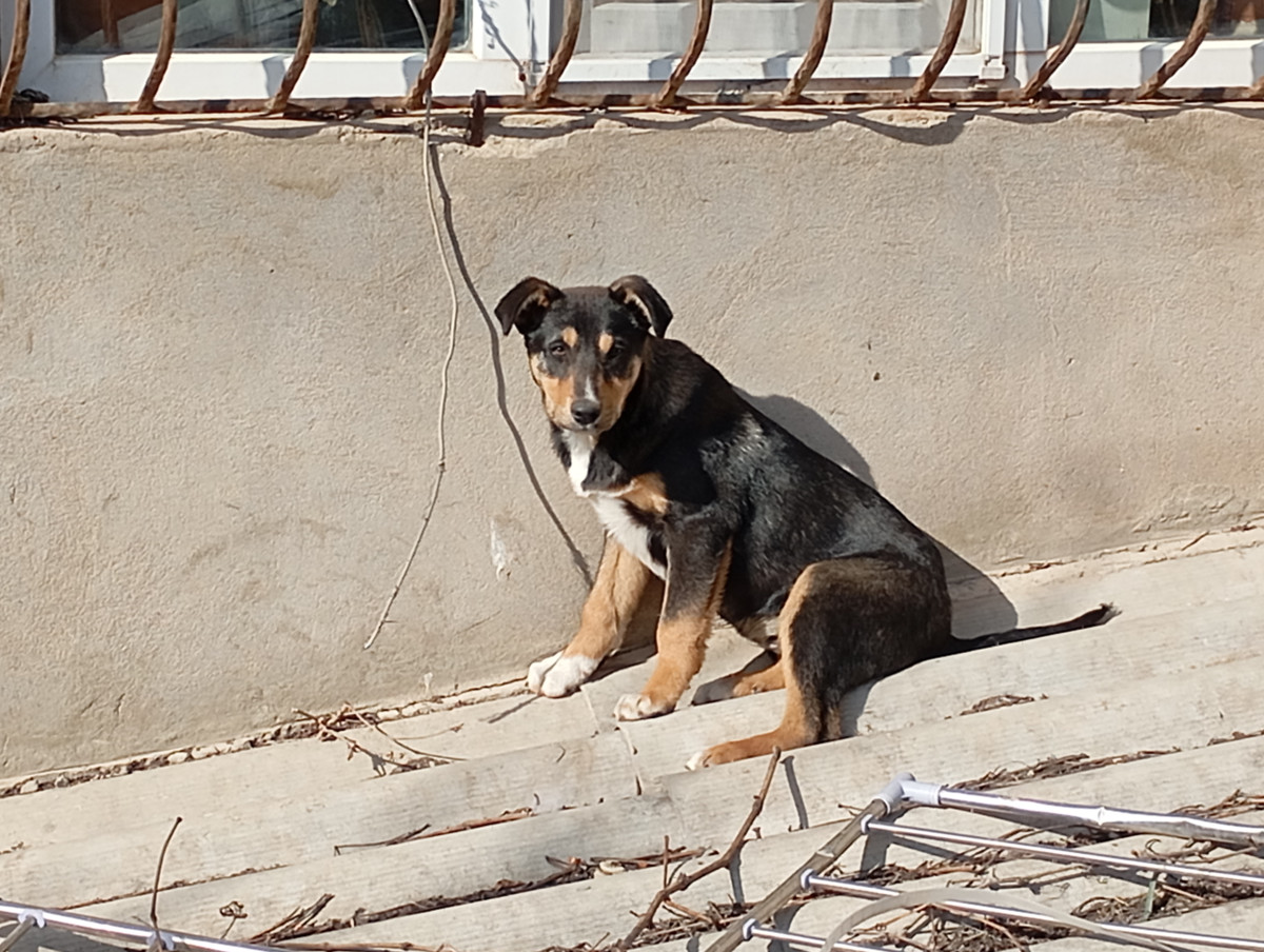 Rotveyler cinsi it satılır Qiymətdə razılaşmaq olar. 7-8 aylıqdı. Erkəkdir.
