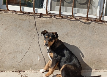 Qiymətdə razılaşmaq olar. 7-8 aylıqdı. Erkəkdir.