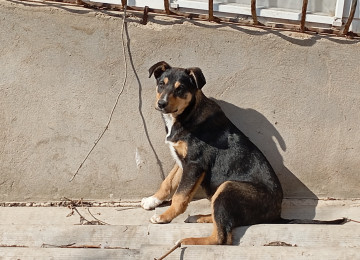 Qiymətdə razılaşmaq olar. 7-8 aylıqdı. Erkəkdir.