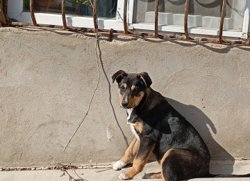 Qiymətdə razılaşmaq olar. 7-8 aylıqdı. Erkəkdir.